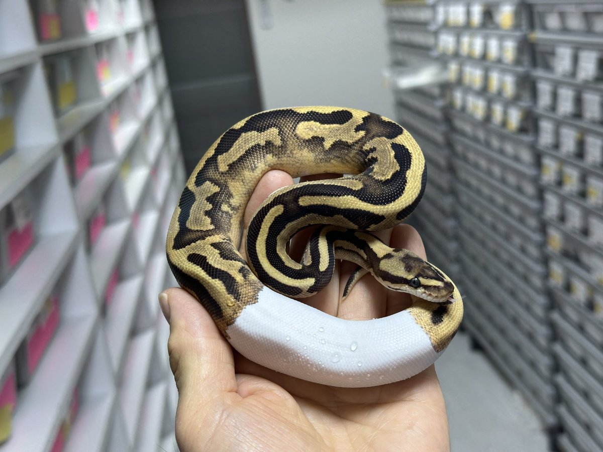 Violet B•P ボールパイソン tweet media