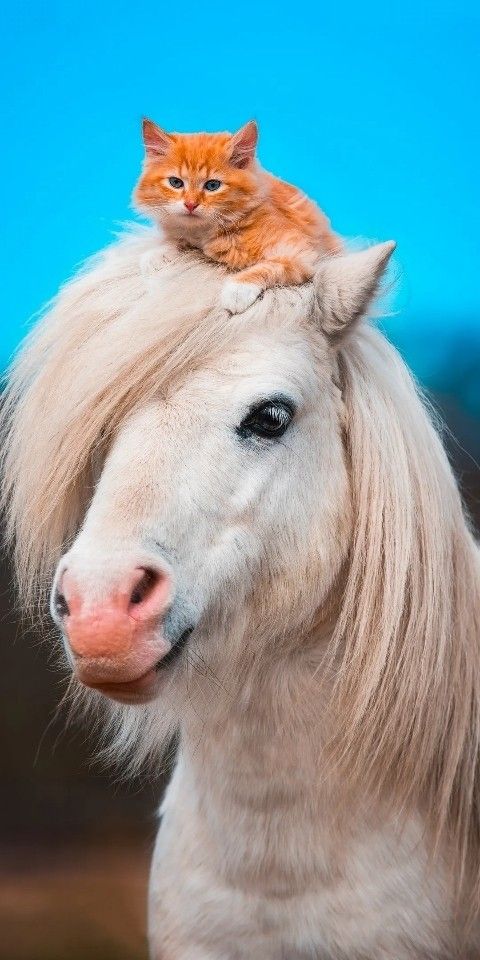 Beautiful Pics tweet media