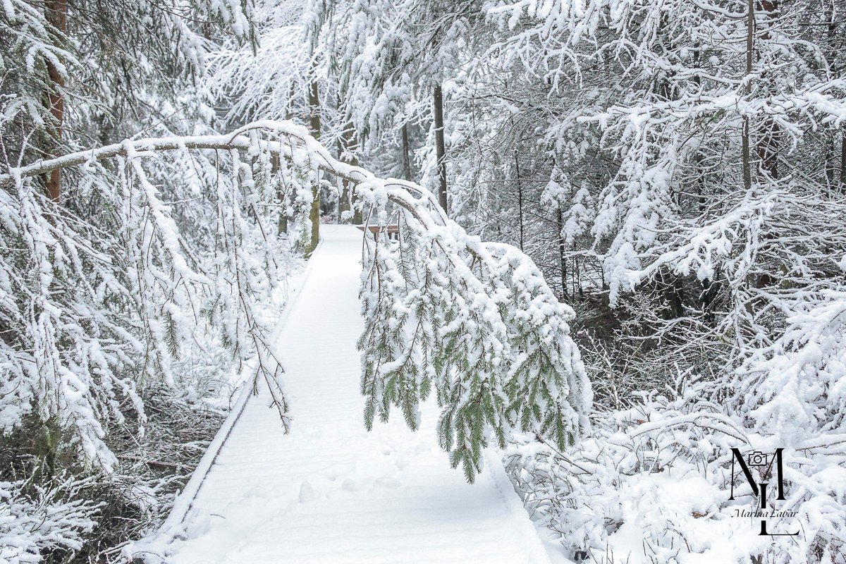 Meteovilles's tweet image. ❄️ La couche de #neige est assez épaisse sur les hauteurs de l'est de la #Belgique où les #giboulées s'enchaînent depuis hier. Clichés pris depuis #Vielsalm vers 600 mètres d'altitude. (photos Marina Labar)