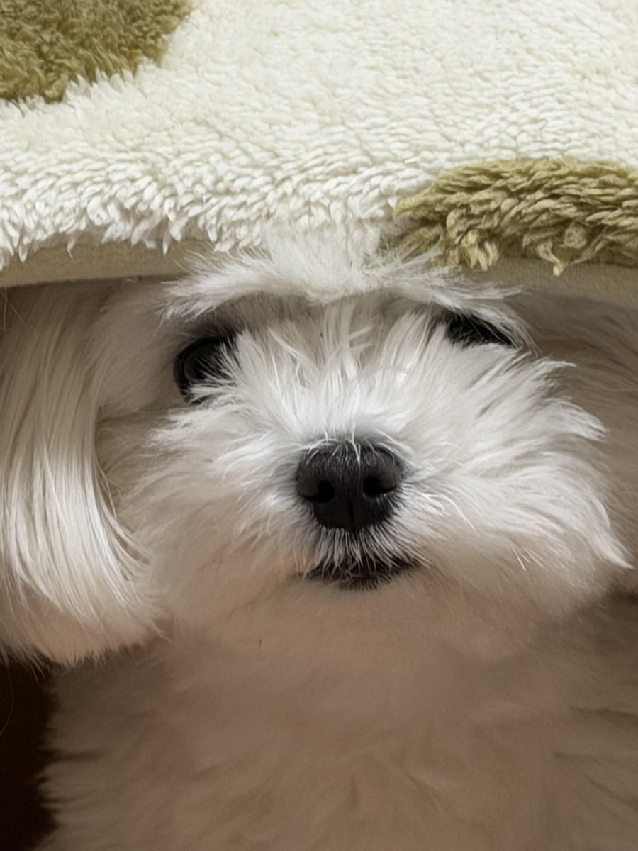 エース tweet media