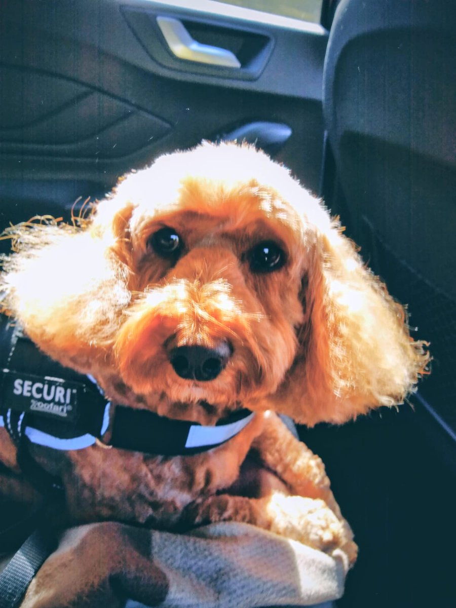 Tony Blundetto (HE'S/DEAD TIRED) tweet media