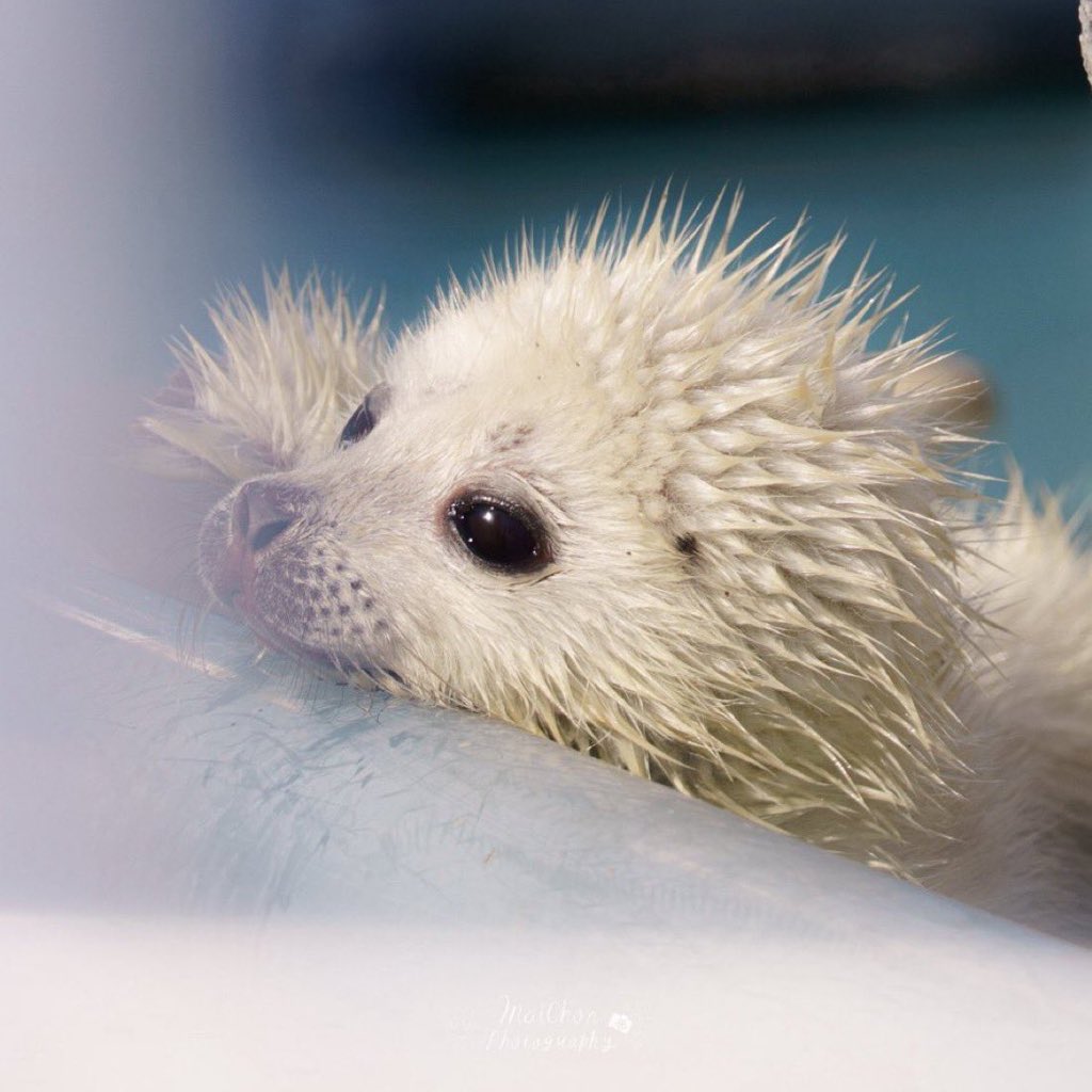 BVV ༼ つ ◕_◕ ༽つ tweet media