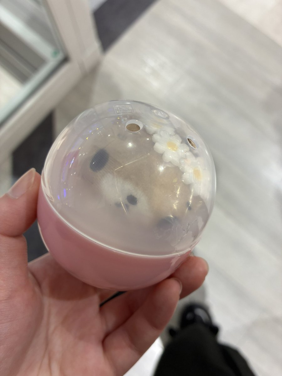 きゅあぱんぱーす tweet media