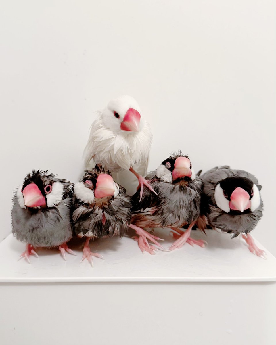 【NUMBER絵日記】
騎…ば…いいえ
騎鳥戦だぁ！！！

※NUMBER絵日記は、作者（メンダコ姿）と文鳥たちが紡ぐ、創作の日々の小さな物語です。

#菜々すうじ #NUMBER絵日記 #文鳥