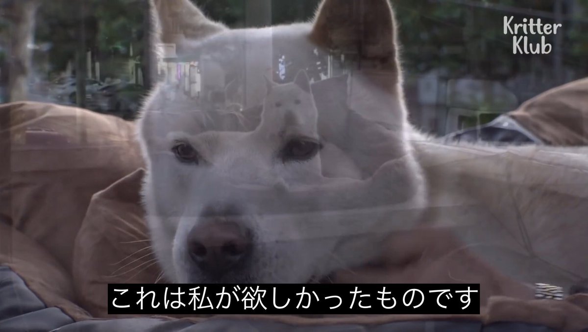 ペニンシュラ半島 tweet media