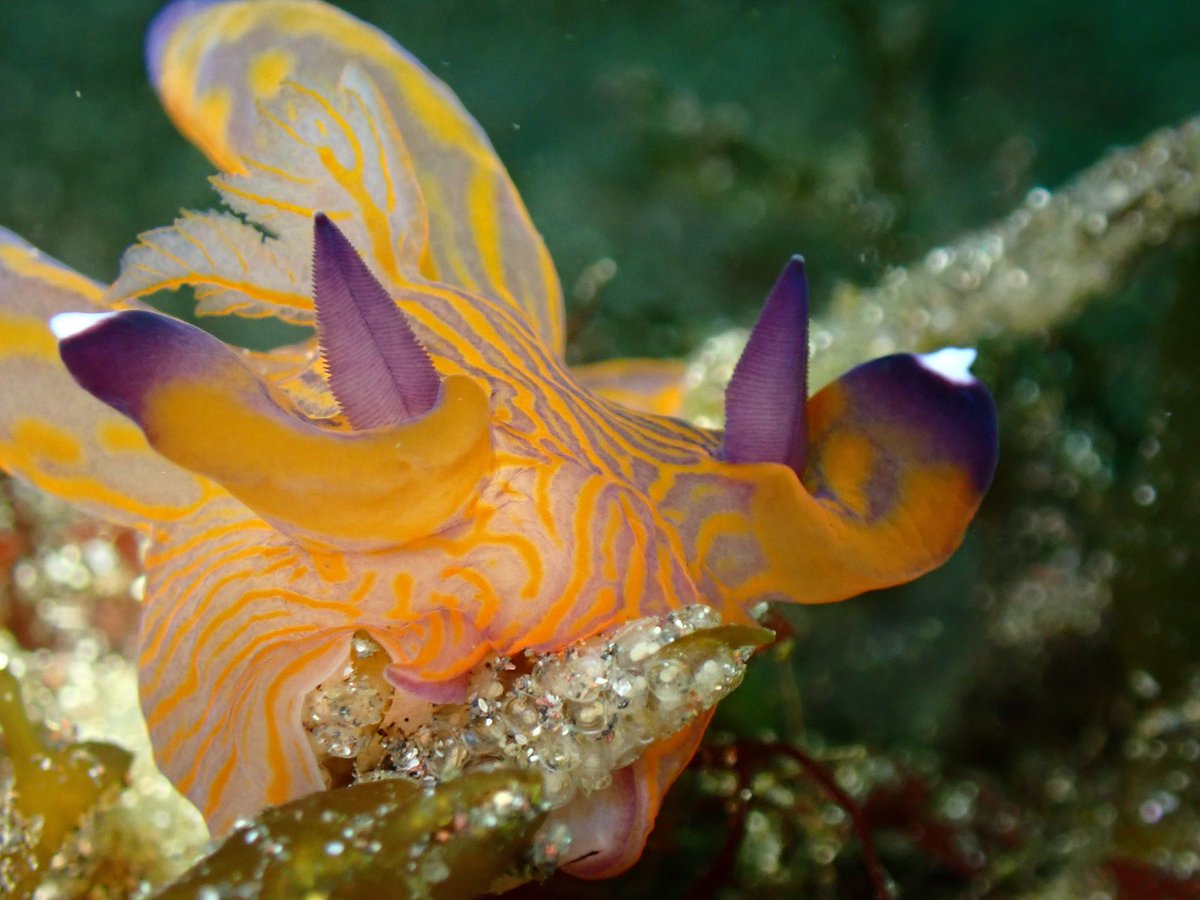 DivingPartner/ダイビングスポット検索SNSアプリ運営中 tweet media