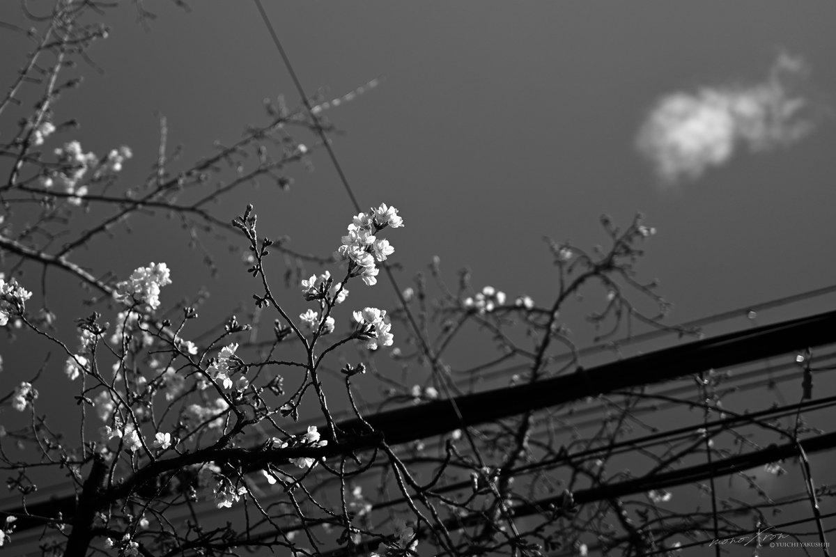 monoXron tweet media