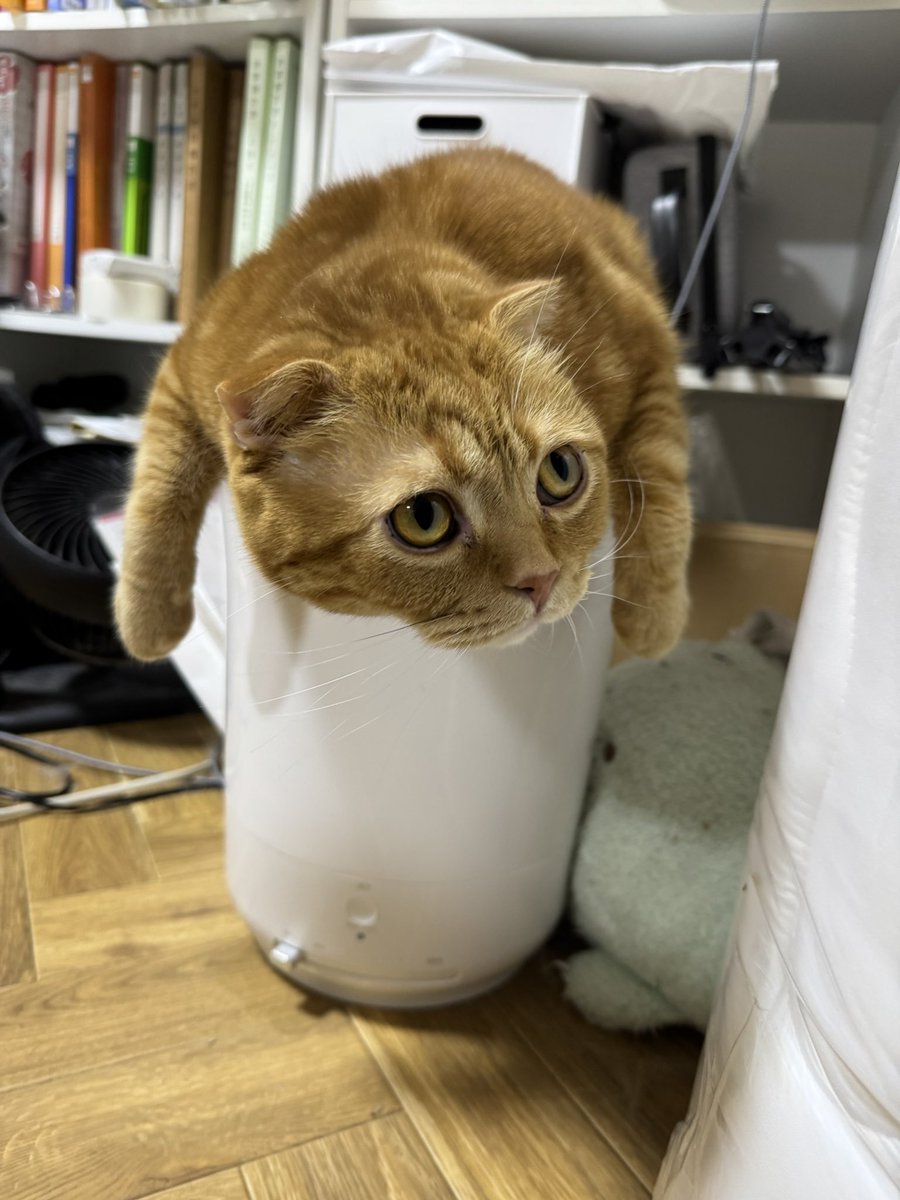 安田武史 tweet media