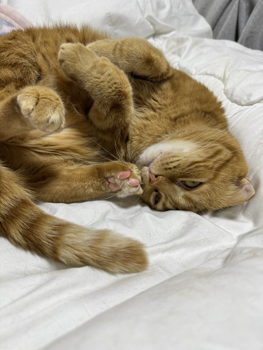 安田武史 tweet media