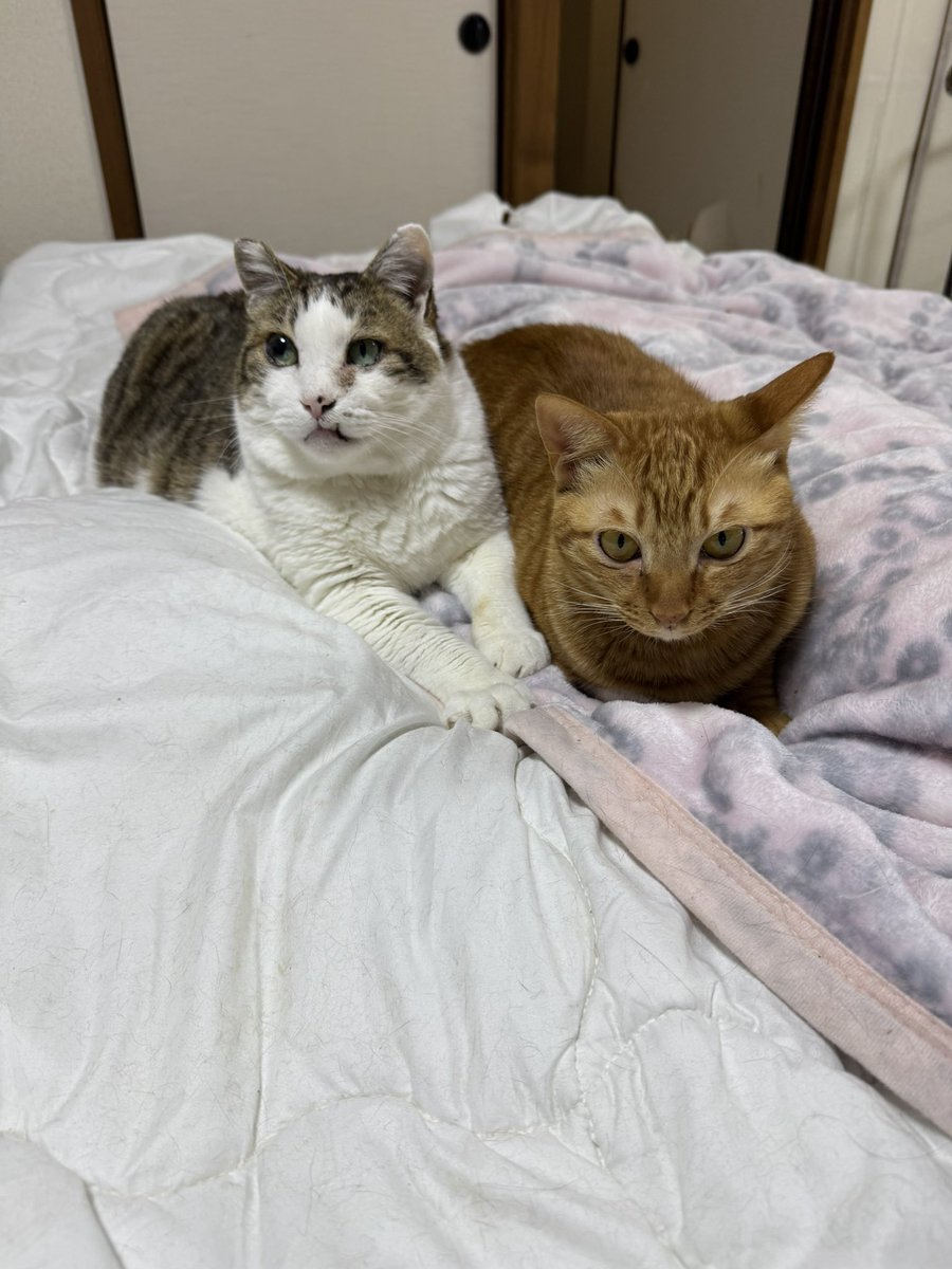 安田武史 tweet media