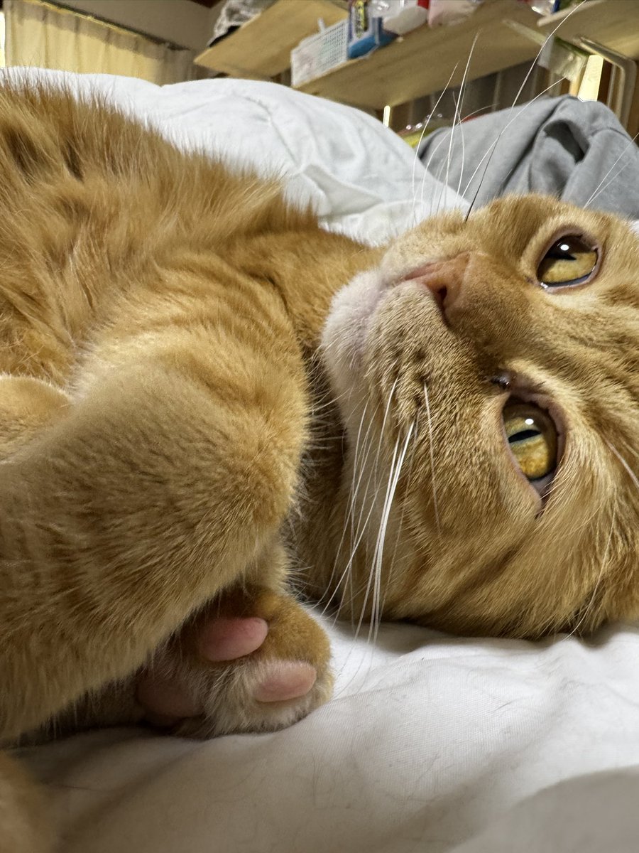 安田武史 tweet media