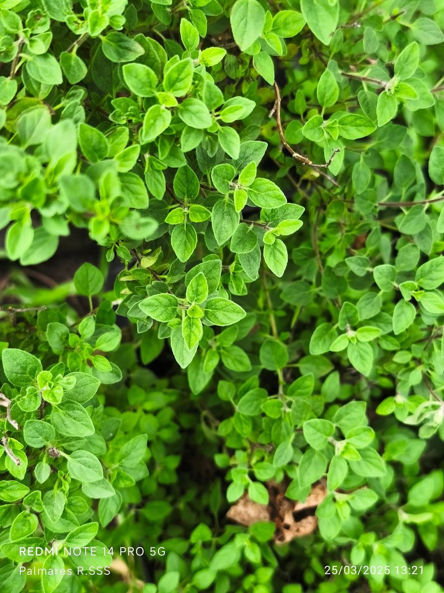 Rayito Suarez tweet media