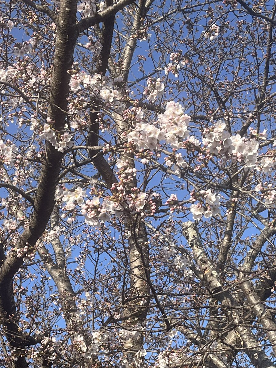 ほげほげ tweet media