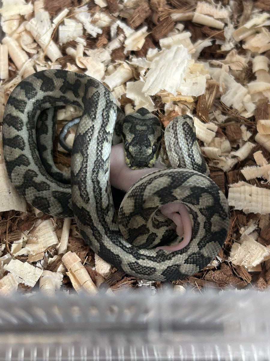 ロージー tweet media