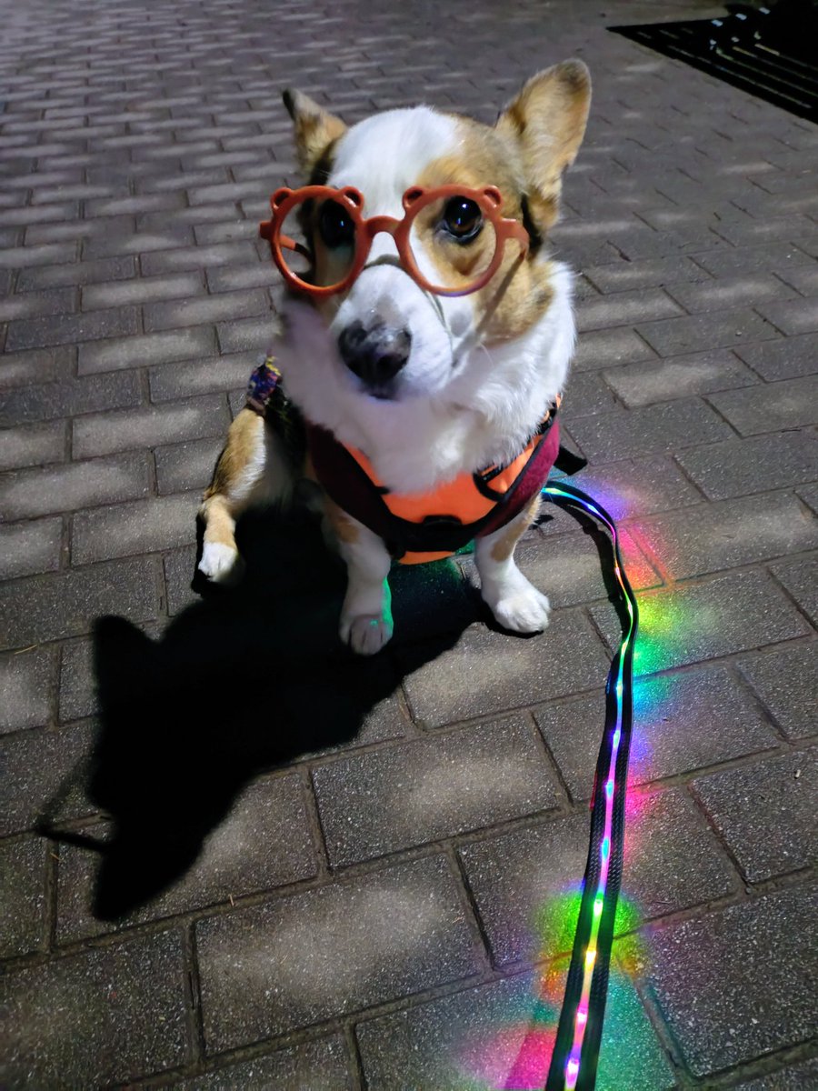 🇬🇧🐶LEO元愛犬❤️Riku今愛犬🐶 tweet media