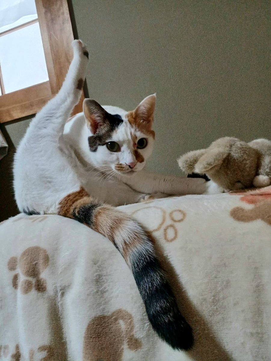 老(=^・・^=)と婆ぁの生活 tweet media