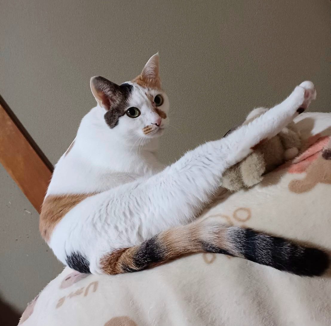 老(=^・・^=)と婆ぁの生活 tweet media