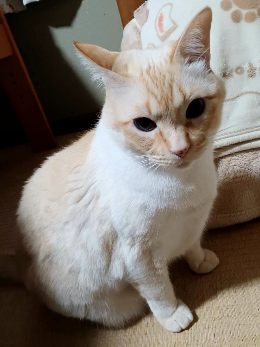 老(=^・・^=)と婆ぁの生活 tweet media