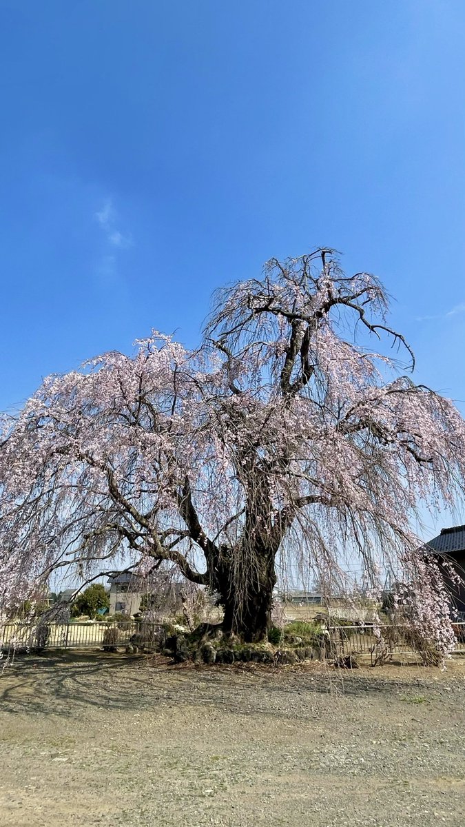 m2_ldw's tweet photo. 実家の庭の桜が咲いたよ。今年は1週間ぐらい早かった。ウクドンと撮った時はまだ満開ではなく天気も良くなくて残念🦁次の日に満開になったけど見られなかったから実家から写真送ってもらった🌸3日ぐらい前のだから今はもう散り始めてるかも😂短いからタイミングが難しい。
#wookdong #욱동이 #ウクドン https://t.co/XDQNOTxpXf