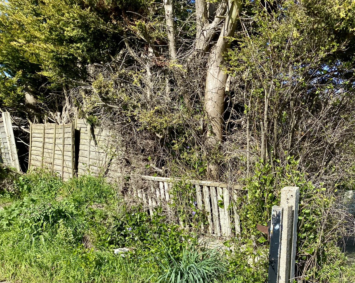 Des Lewis tweet media