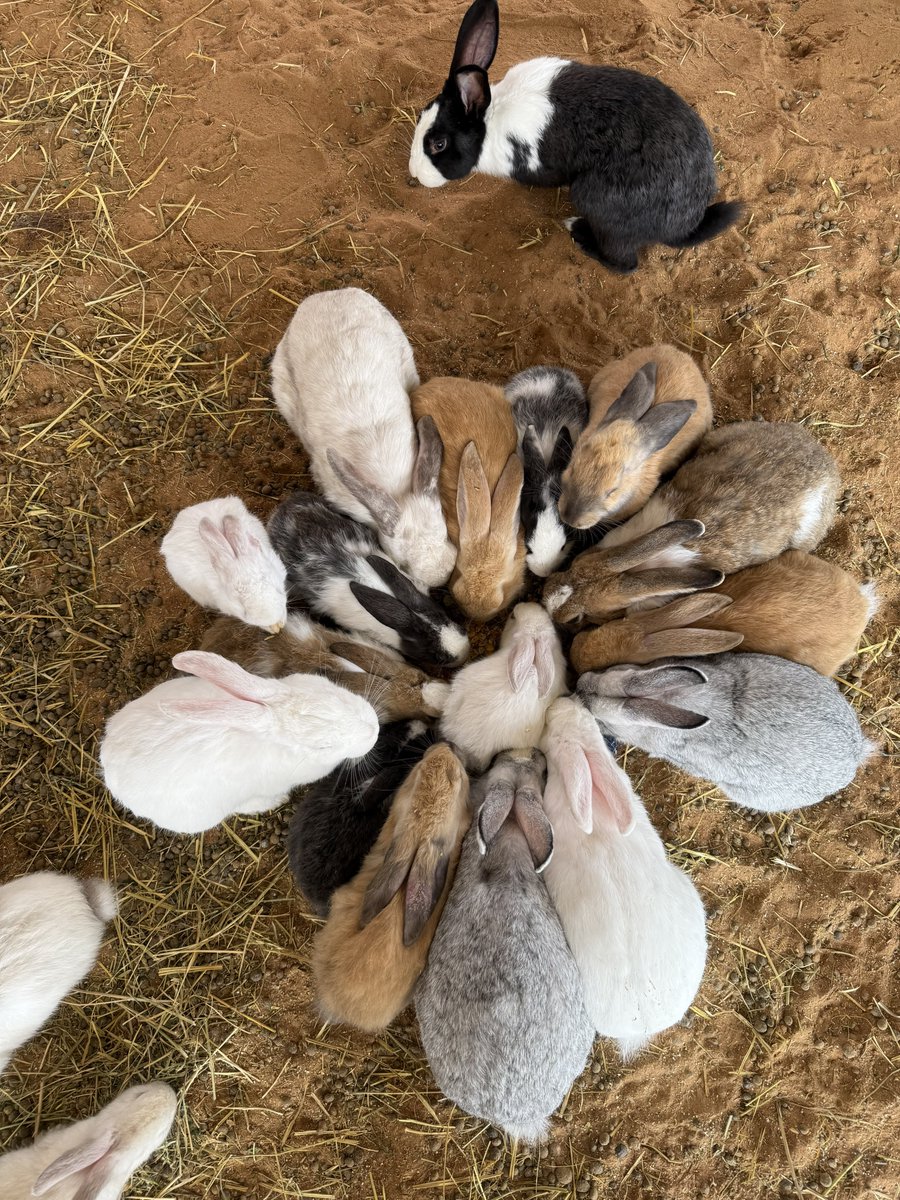 はなもも(hanamomo) tweet media