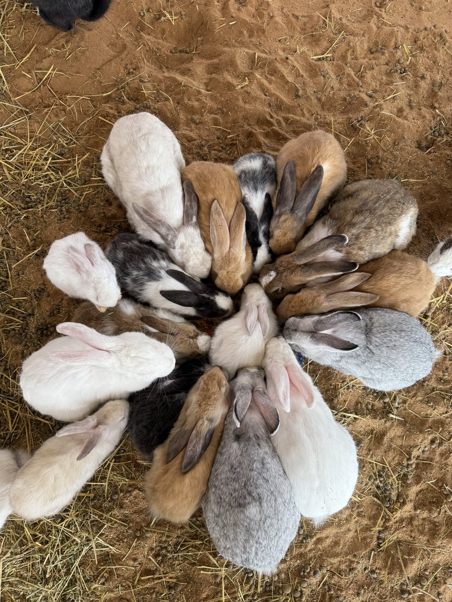 はなもも(hanamomo) tweet media