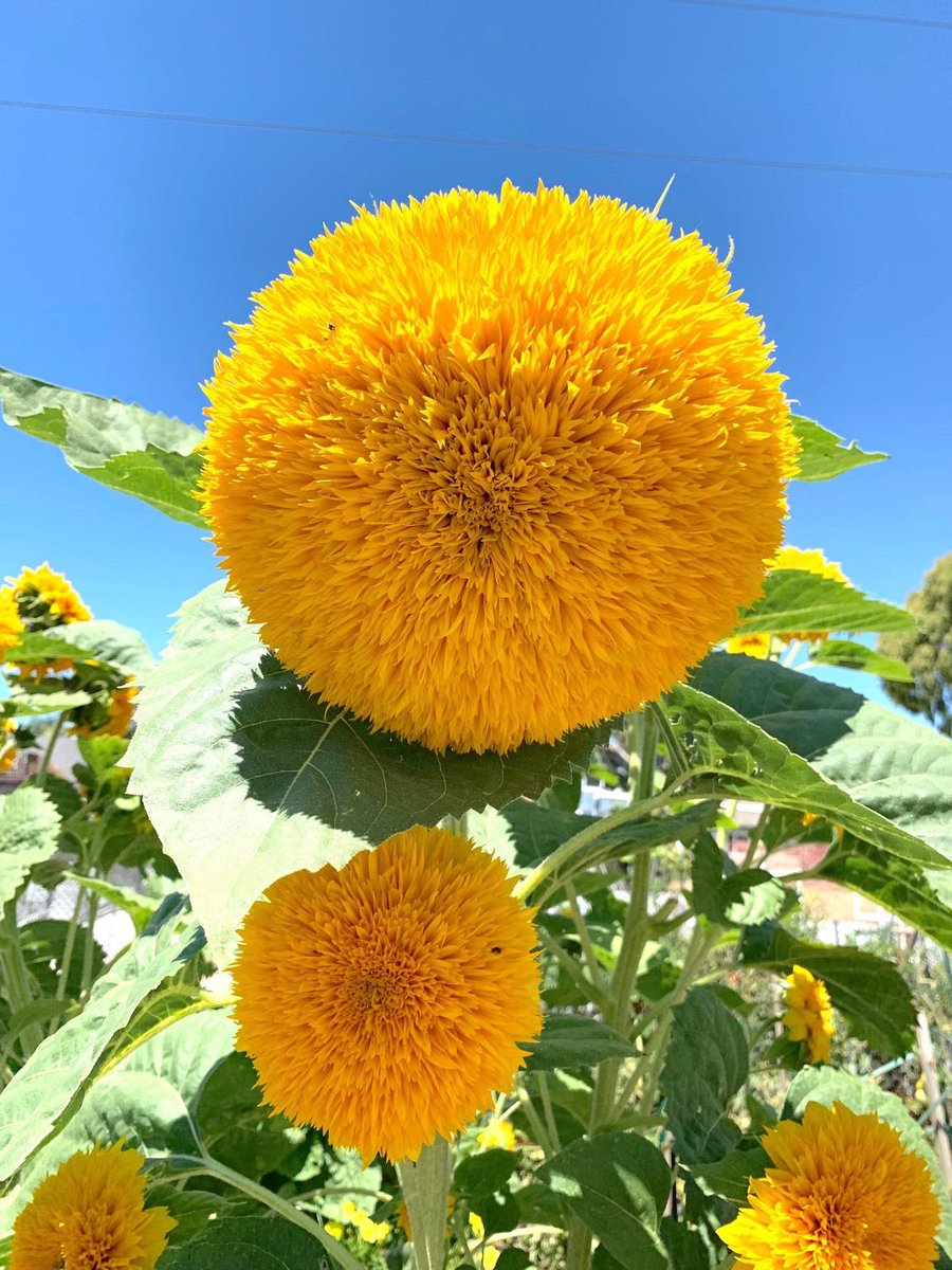 ريـام الشمس 🪽 tweet media