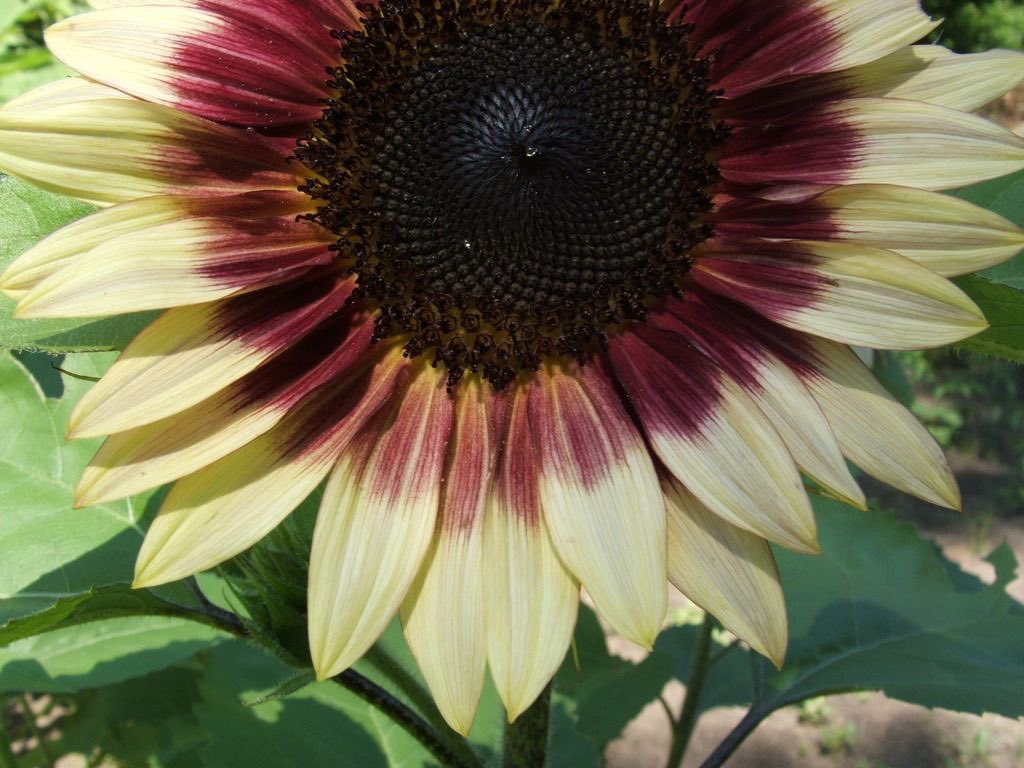 ريـام الشمس 🪽 tweet media