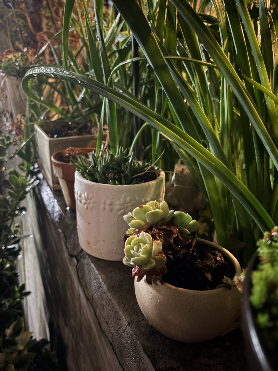 ムラサキノハナ👾 tweet media