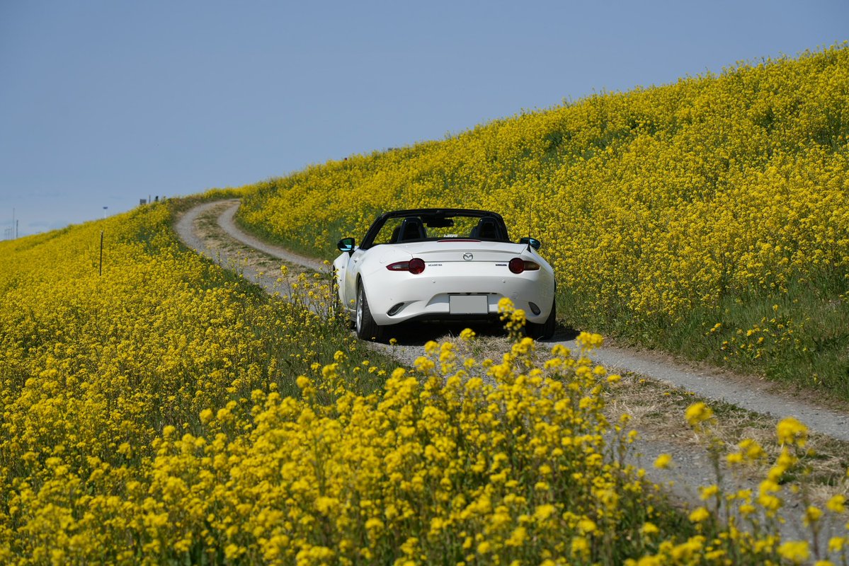 ヤスカイ tweet media