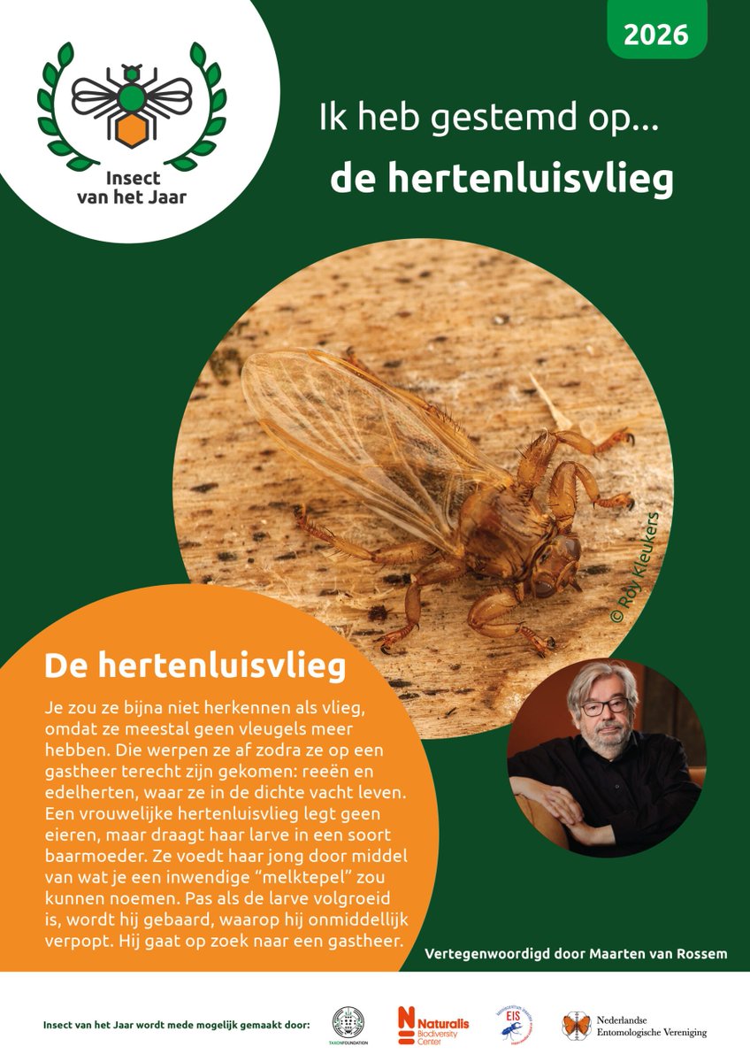 stadsnatuur's tweet image. Doe je mee met de verkiezing Insect van het Jaar 2026? 

Ik ga voor de Hertenluisvlieg - Lipoptena cervi

Zie insectvanhetjaar.com/insecten/de-he… 
#insectvanhetjaar #insecten #biodiversiteit