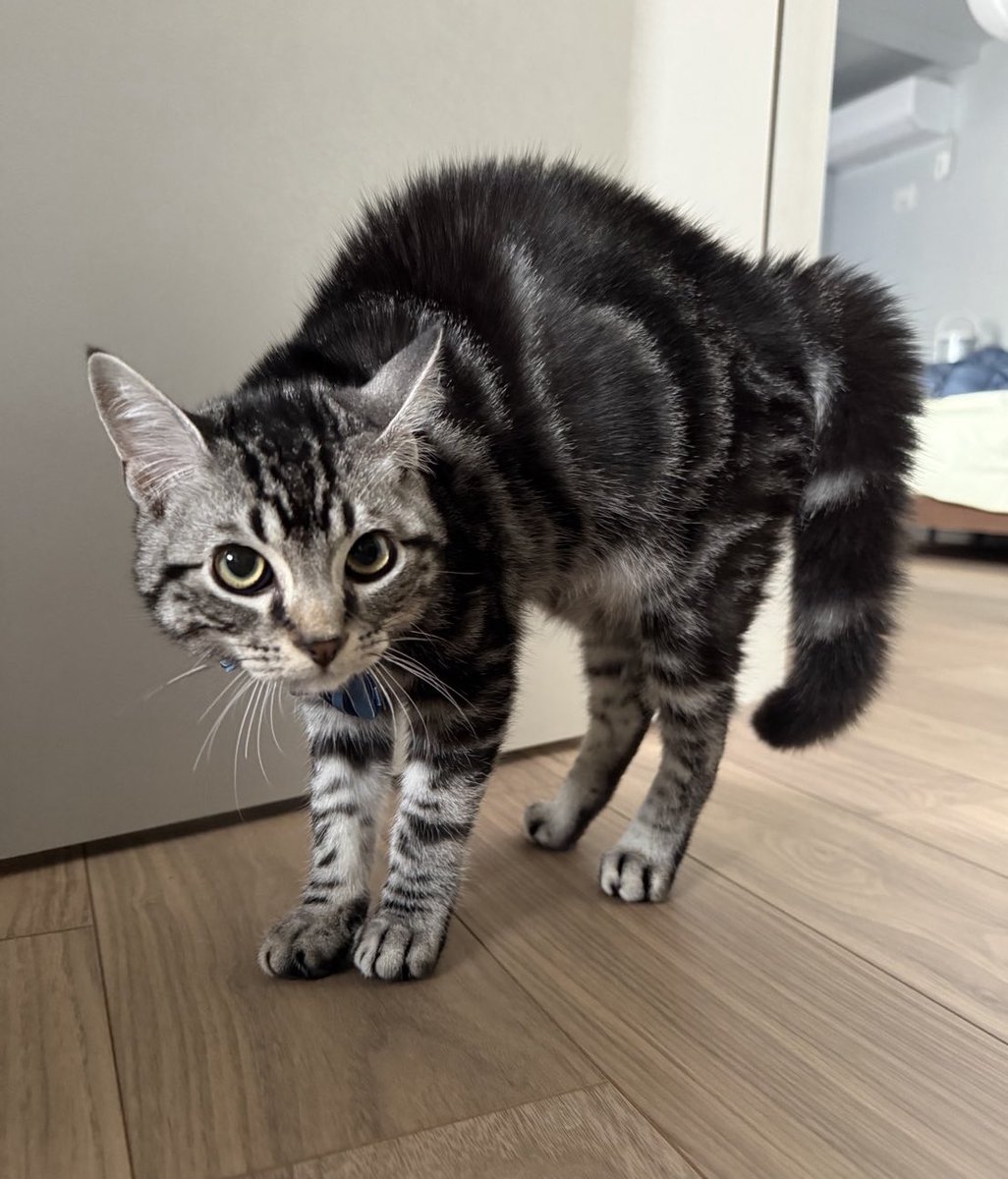 元気な綿棒☁️アメショやくも tweet media