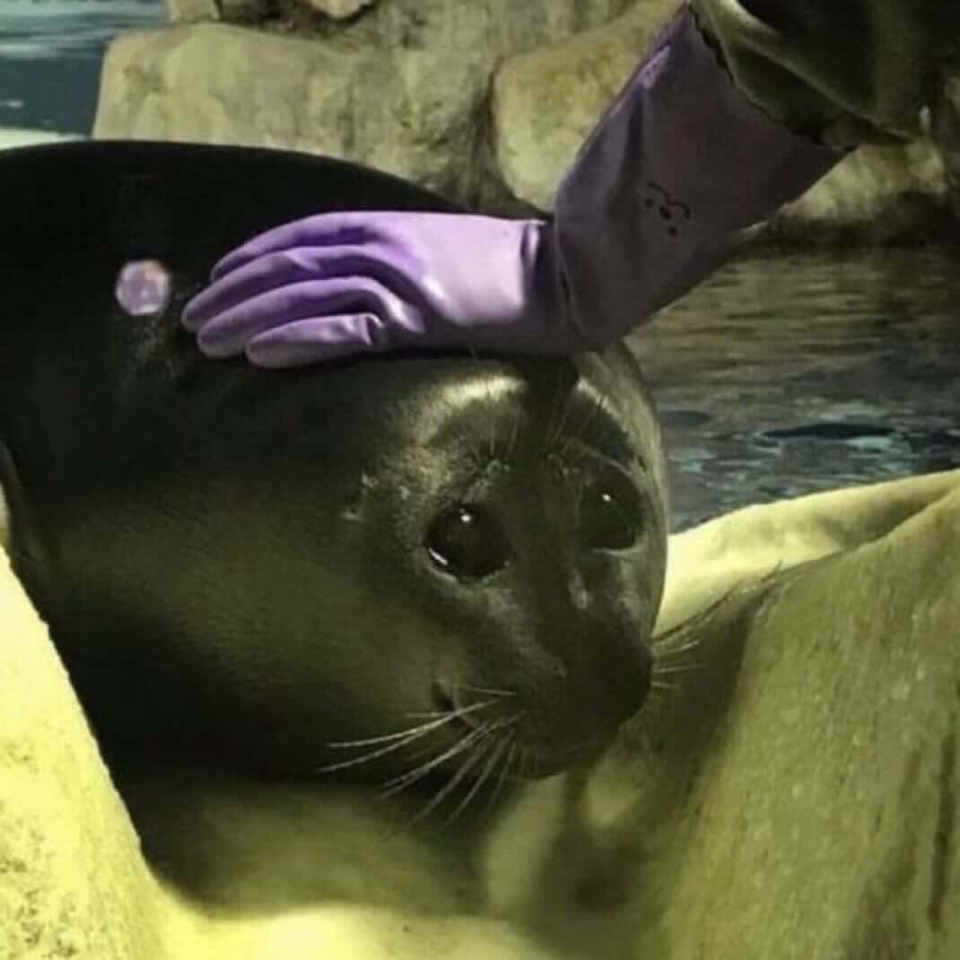 liah 🦭♡ tweet media