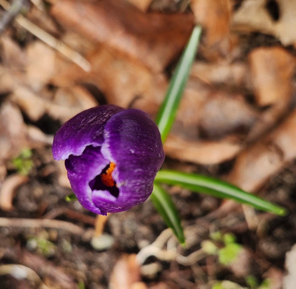 Mama Scar tweet media