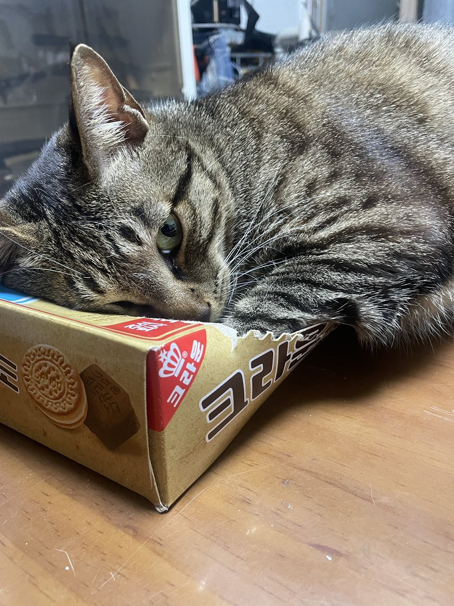 황야의 이리 tweet media