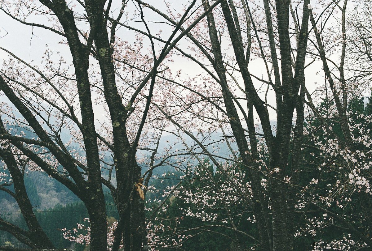 akira kino tweet media