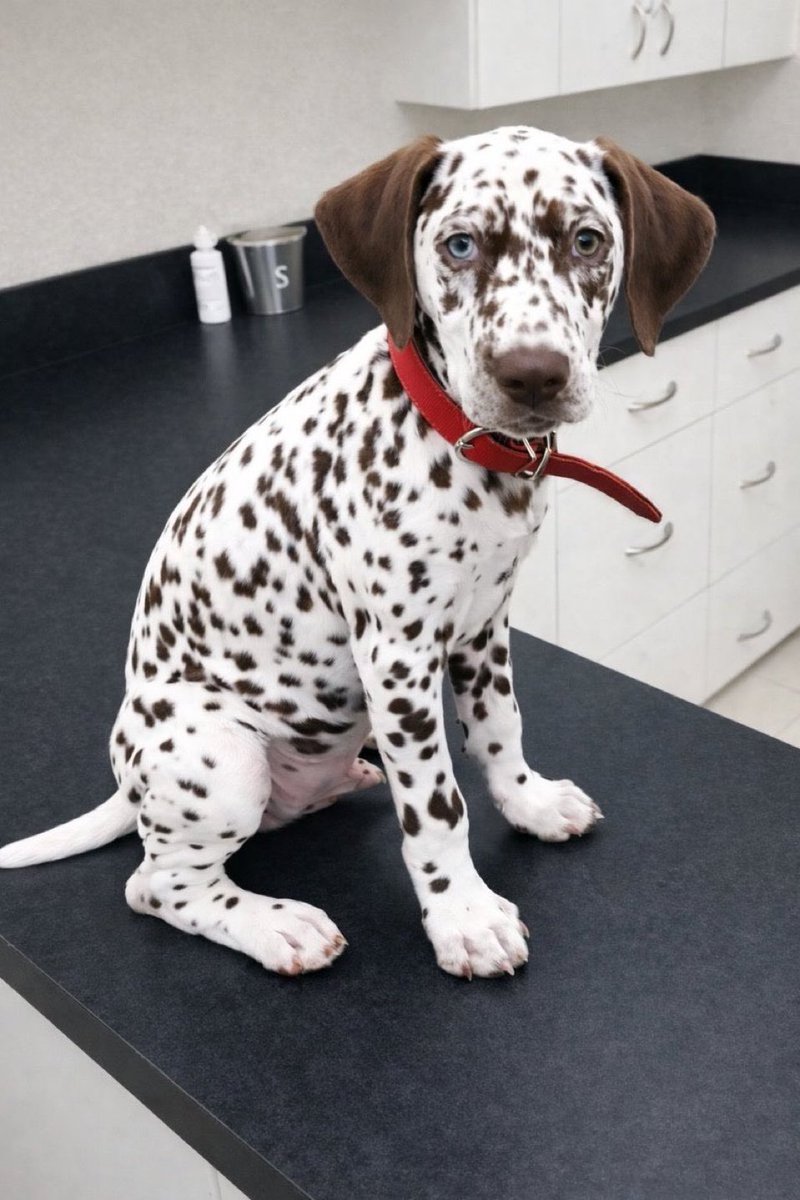 LadyValor tweet media