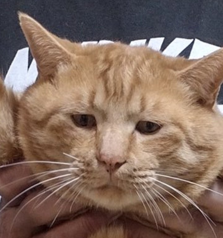 ハꛒᯇᤖﾞ tweet media