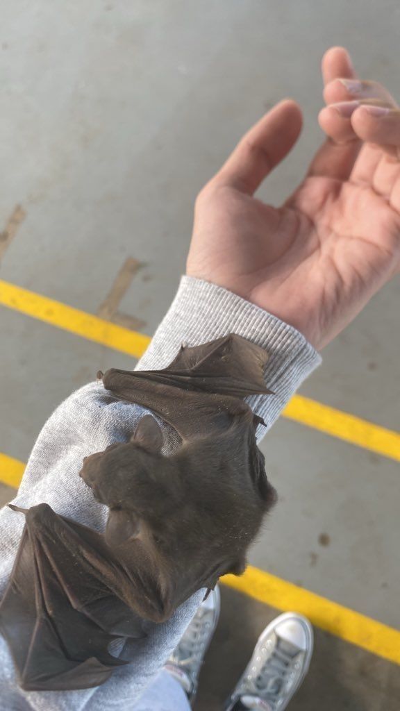 dinosaur tweet media