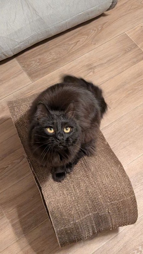 Половинка луны, меховые сыны tweet media