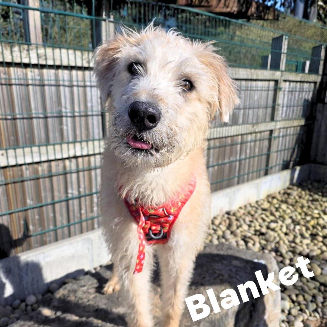 Dogs Trust Cardiff tweet media