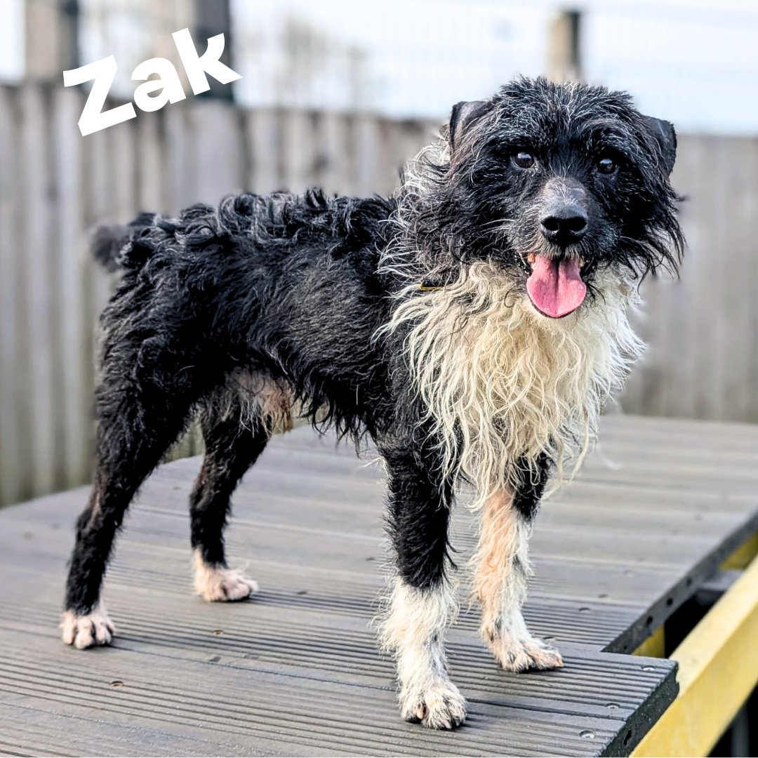 Dogs Trust Cardiff tweet media