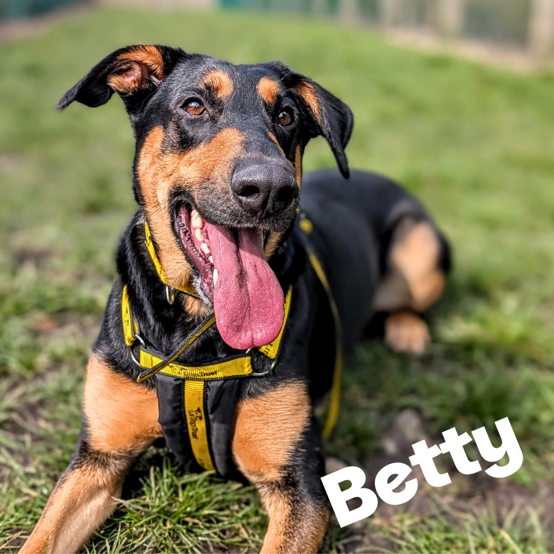 Dogs Trust Cardiff tweet media