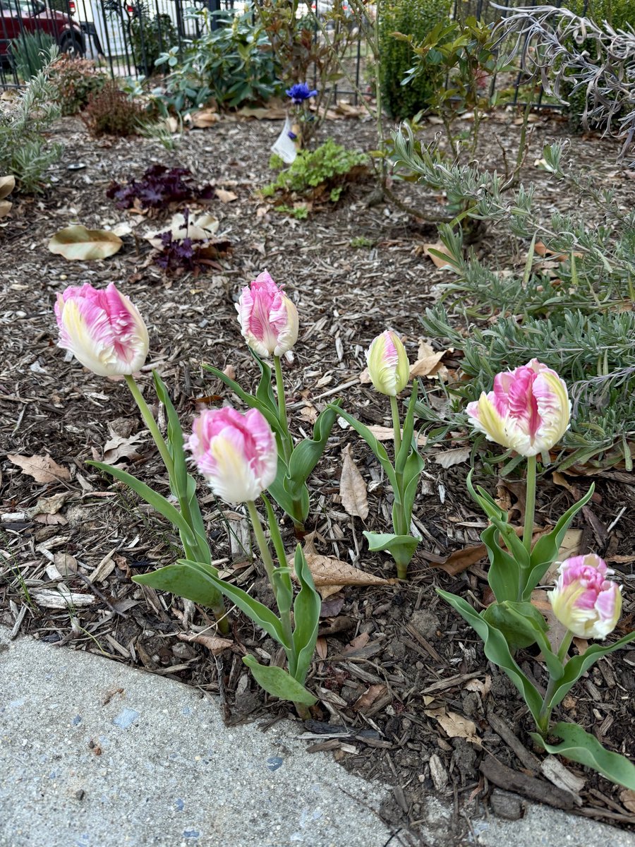 Harmeet K. Dhillon tweet media