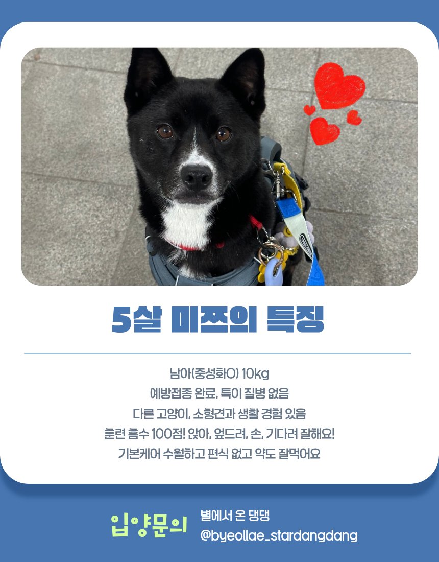 가족 찾고 있는 미쯔🐶 tweet media