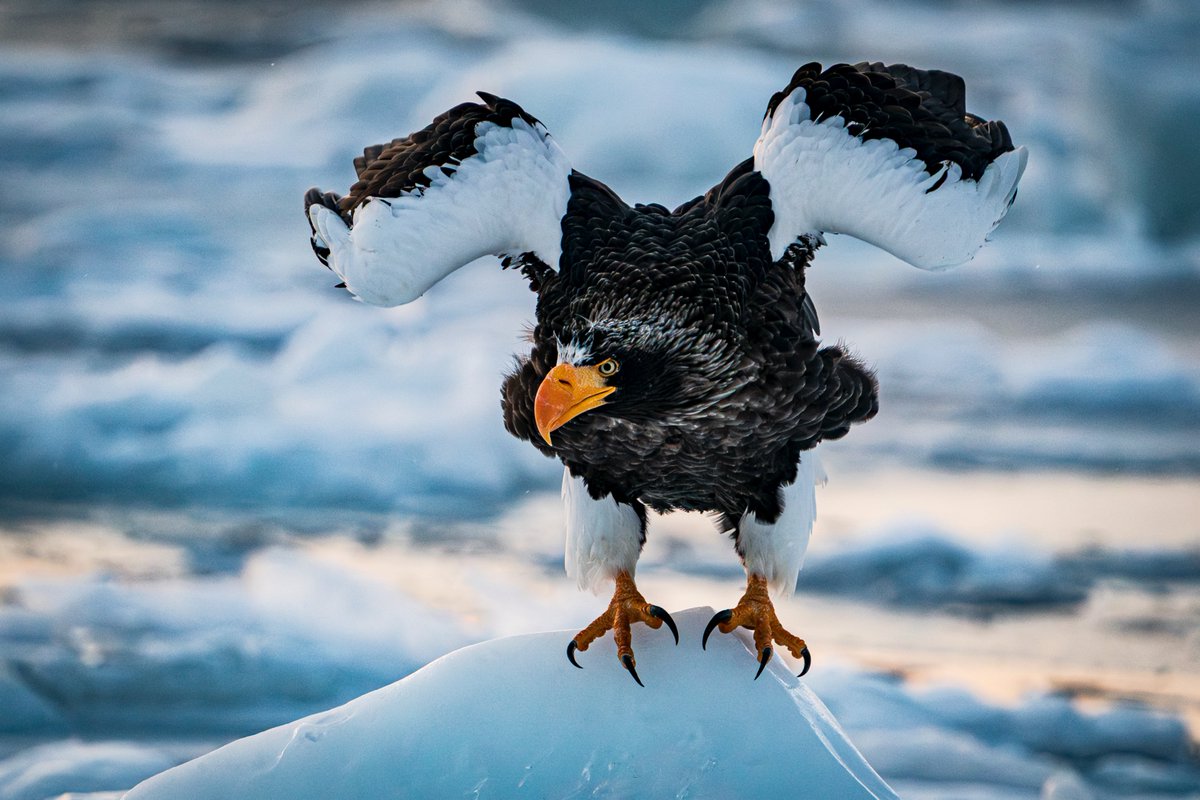 まいる tweet media