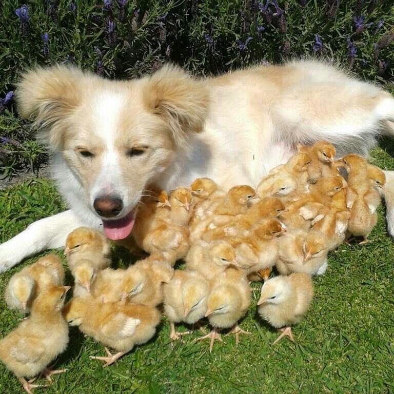 🍌 𖦹 gnocchi! tweet media