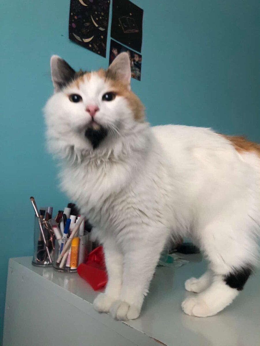 ilke pimpirik🌵🦋🐾 tweet media