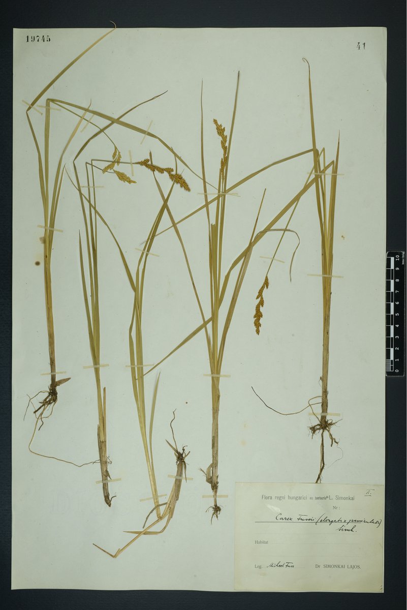 PhytoKeys tweet media