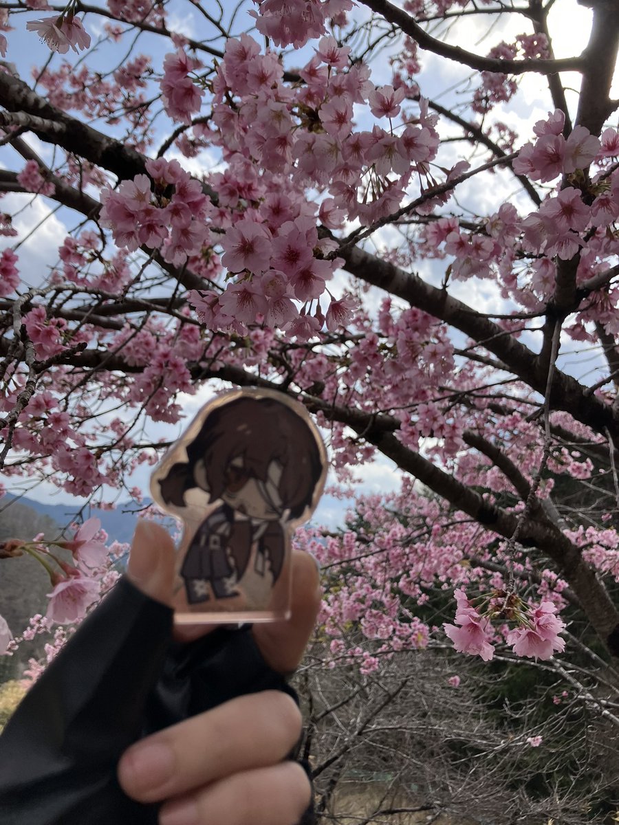 これが正しい推しと季節の撮り方だと思ってる。
ただ翳すだけでいいのだ。
それだけで美しい。